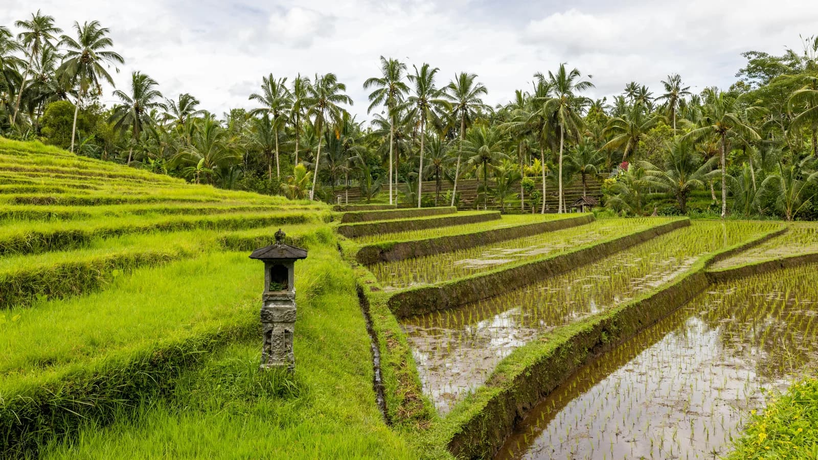 Lush terraced rice fields in Bali surrounded by palm trees and tropical greenery